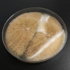 Aspergillus ochraceus (lr): Pesäke pulverimainen ja kauniin keltainen, rusehtava tai kullan värinen. Pesäkkeet ovat melko nopeasti kasvavia.