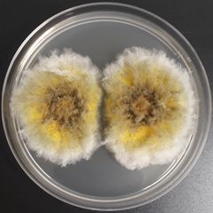Aspergillus; Eurotium (lr): Havaitaan ulkoilmassa ja esimerkiksi huonepölyssä. Sisältää tyypillisesti paljon keltaista väriä.