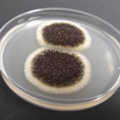 Aspergillus nigri (lr). Pesäkkeet erottuvat muista mikrobipesäkkeistä helposti mustan värin perusteella.