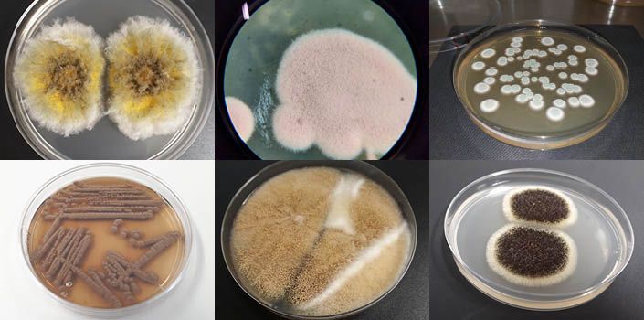 Labrocin Homeliven homeet esittelyssä