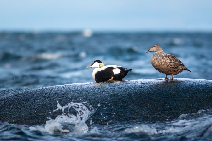 Haahkoja%20luodolla.