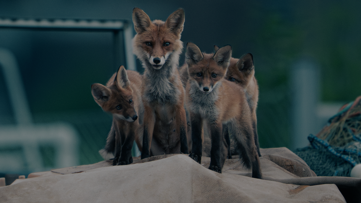 Kettupentue%20h%E4m%E4r%E4ss%E4.