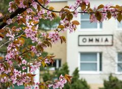 Vaaleanpunaiset kirsikankukat oksassa, taustalla Omnian toimipiste, jonka seinässä Omnian logo.
