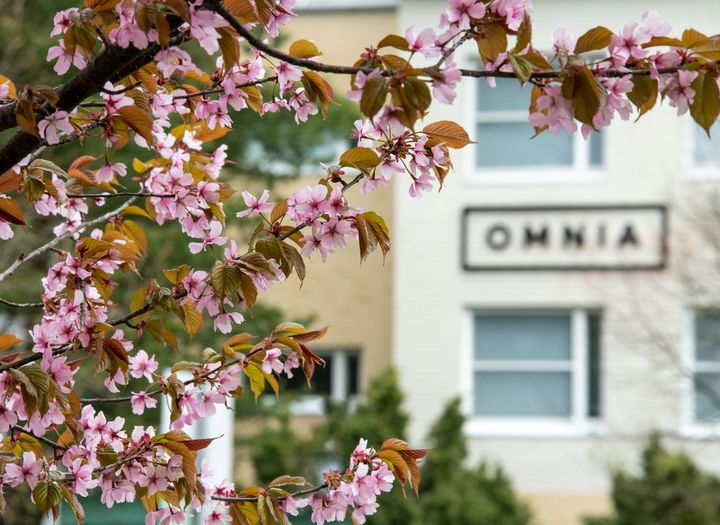 Vaaleanpunaiset kirsikankukat oksassa, taustalla Omnian toimipiste, jonka seinässä Omnian logo.