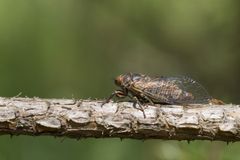 Vuorilaulukaskas on isokokoinen ja tumma hyönteinen, jolla on pitkät, läpinäkyvät siivet. Kuva: Håkan Söderholm, CC-BY-SA-4.0.