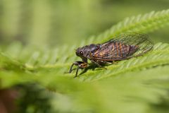 Vuorilaulukaskas (Cicadetta montana, ruots. bergcikada)