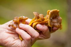 Sienestäminen on löytöretkeilyä, tuo palkitsevia kokemuksia sekä tutustuttaa luontoon.