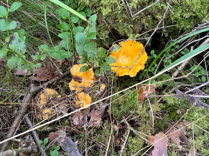 Karttaselaimen karttavalikoimaan on lisätty ilmainen kartta kantarellin kasvupaikoista.
