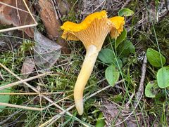 Kantarellin tunnistaa helposti kellertävän oranssista väristään, suppilomaisesta muodosta ja lakin alapuolella olevista poimuisista liuskoista, jotka laskeutuvat vartta pitkin.