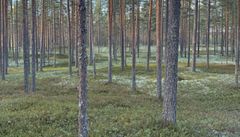 Männynherkkutatin tyypillinen kasvupaikka on kuiva kangasmetsä, usein harvahko mäntymetsä.