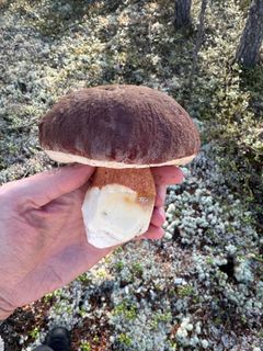 Männynherkkutatti on mäntykankaiden herkullinen ruokasieni.