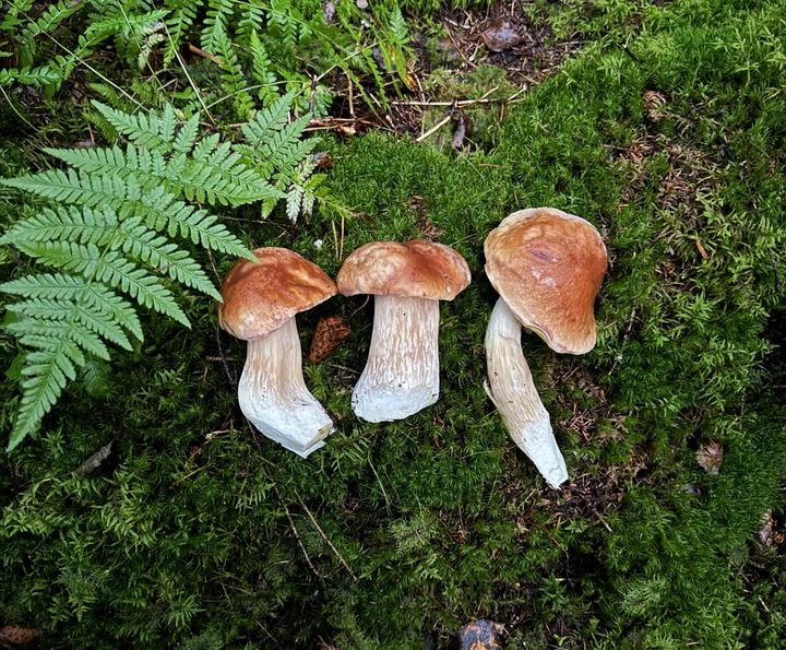 Myös herkkutattien kasvupaikkoja voi nyt etsiä Karttaselain-sovelluksen avulla.