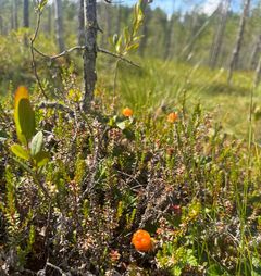 Hilla viihtyy happamilla turvemailla, joissa on riittävästi valoa ja kosteutta.