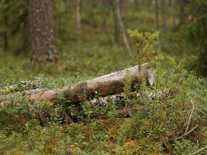 Puunrunko metsäisessä ympäristössä, ympärillä sammalta ja pieniä kasveja.
