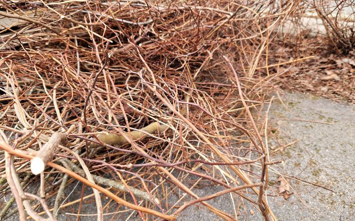 Kuivia risuja maassa.