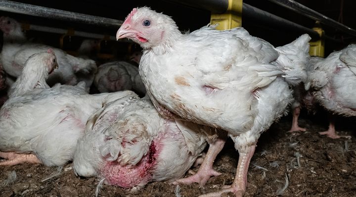 Broilereita suomalaisella broileritilalla.