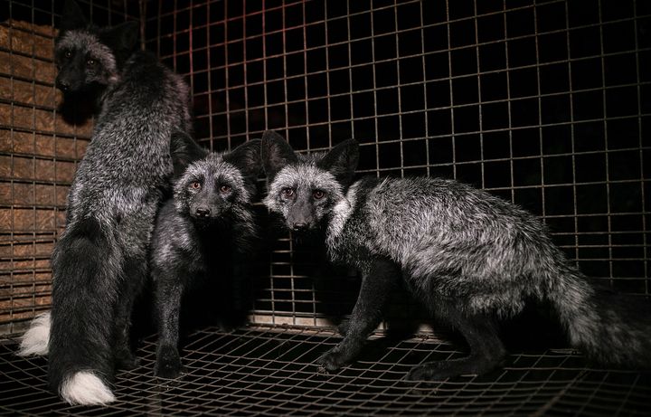 Kolme nuorta kettua seisovat pelokkaina turkistarhan häkissä.