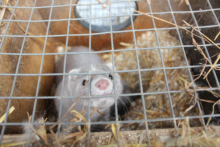 Minkki turkistarhalla Ypäjällä.