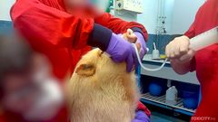 Eläinten letkutuksessa niiden vatsalaukkuun työnnetään ruokatorven kautta letku. Eläin sidotaan ennen toimenpidettä paikoilleen, sillä toimenpide on ahdistava ja eläimet yrittävät rimpuilla karkuun. Letkutus voi aiheuttaa eläimelle refluksin, joka voi johtaa hengitysvaikeuksiin ja aiheuttaa vammoja tai jopa kuoleman. On myös mahdollista, että toimenpiteen yhteydessä ruokatorvi repeää tai letku joutuu keuhkoihin, mikä aiheuttaa kärsimystä ja voi johtaa kuolemaan. Letkun kautta vatsaan annostellaan tutkittavaa ainetta jopa kaksi kertaa päivässä kuukausien ajan. Pisimmillään rotilla tehtävät kokeet voivat kestää kaksi vuotta ja koirilla, makaki-apinoilla sekä sioilla yhdeksän kuukautta.