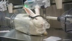 Myrkyllisen aineen hengittämistä tutkivassa kokeessa koirien ja makaki-apinoiden kasvoille kiinnitetään maski, jota ne eivät pysty poistamaan. Kokeessa koirat on kytketty paikoilleen ja kädelliset kiinnitetään liikkumisen estäviin istuimiin. Rotat laitetaan ahtaisiin muovisuppiloihin, joissa ne eivät pysty lainkaan liikkumaan.