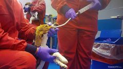 Eläinten letkutuksessa niiden vatsalaukkuun työnnetään ruokatorven kautta letku. Eläin sidotaan ennen toimenpidettä paikoilleen, sillä toimenpide on ahdistava ja eläimet yrittävät rimpuilla karkuun. Letkutus voi aiheuttaa eläimelle refluksin, joka voi johtaa hengitysvaikeuksiin ja aiheuttaa vammoja tai jopa kuoleman. On myös mahdollista, että toimenpiteen yhteydessä ruokatorvi repeää tai letku joutuu keuhkoihin, mikä aiheuttaa kärsimystä ja voi johtaa kuolemaan. Letkun kautta vatsaan annostellaan tutkittavaa ainetta jopa kaksi kertaa päivässä kuukausien ajan. Pisimmillään rotilla tehtävät kokeet voivat kestää kaksi vuotta ja koirilla, makaki-apinoilla sekä sioilla yhdeksän kuukautta.