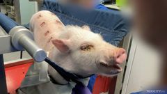 Sikojen ihosta poistetaan neliön muotoisia palasia, joihin levitetään tutkittavaa ainetta kerran päivässä viikon ajan. Siat pidetään väkisin paikoillaan toimenpiteen ajan, jolloin ne ovat stressaantuneita ja ääntelevät sekä rimpuilevat voimakkaasti.