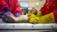 Makakiapinaa käsitellään eläinkoelaitoksessa.