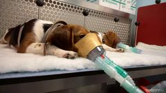 Myrkyllisen aineen hengittämistä tutkivassa kokeessa koirien ja makaki-apinoiden kasvoille kiinnitetään maski, jota ne eivät pysty poistamaan. Kokeessa koirat on kytketty paikoilleen ja kädelliset kiinnitetään liikkumisen estäviin istuimiin. Rotat laitetaan ahtaisiin muovisuppiloihin, joissa ne eivät pysty lainkaan liikkumaan.