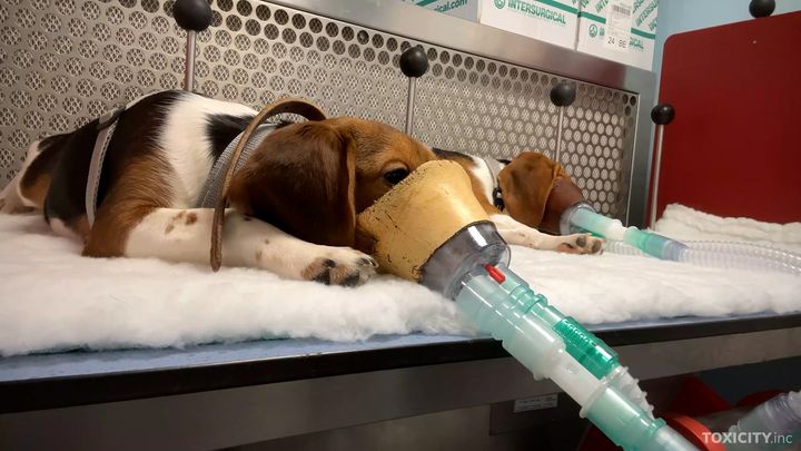 Myrkyllisen aineen hengittämistä tutkivassa kokeessa koirien ja makaki-apinoiden kasvoille kiinnitetään maski, jota ne eivät pysty poistamaan. Kokeessa koirat on kytketty paikoilleen ja kädelliset kiinnitetään liikkumisen estäviin istuimiin. Rotat laitetaan ahtaisiin muovisuppiloihin, joissa ne eivät pysty lainkaan liikkumaan.