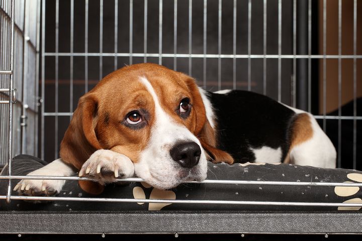 Beagleja käytetään eläinkokeissa, sillä ne ovat yleensä ystävällisiä ja sopeutuvaisia. Kemikaalien myrkyllisyystestauksissa käytetään myös esimerkiksi sikoja, makakiapinoita, rottia ja kaneja. Kuvituskuva.