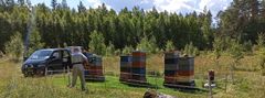 Mehiläistarhaaja seisoo mehiläispesien edessä, joita ympäröi sähköaita metsän laidalla. Sähköaidalla yritetään estää karhuvahingot.