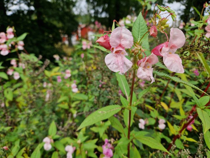 Vaaleanpunaisia jättipalsamin kukkia vehreässä ympäristössä.