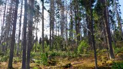 Metsä, jossa on kirjanpainajan vahingoittamia puita Roninmäessä.