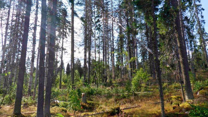 Metsä, jossa on kirjanpainajan vahingoittamia puita Roninmäessä.