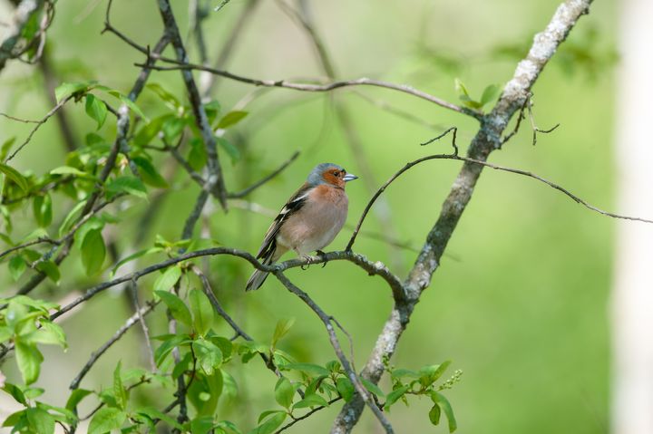Peippo oksalla