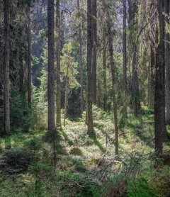 Kuva aarnimetsästä. Keskiössä puunrungot ja maassa oleva sammal.