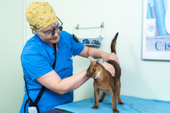 Anidentin Senni Vesterinen on suorittaut hammaseläinlääketieteen diplomaattitutkinnon.