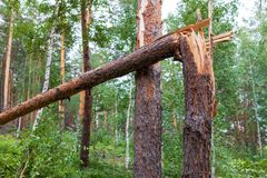 Katkennut puu metsässä