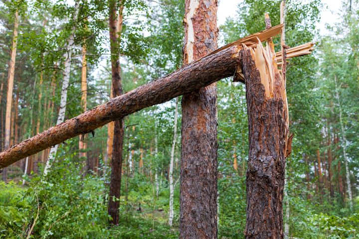 Katkennut puu metsässä
