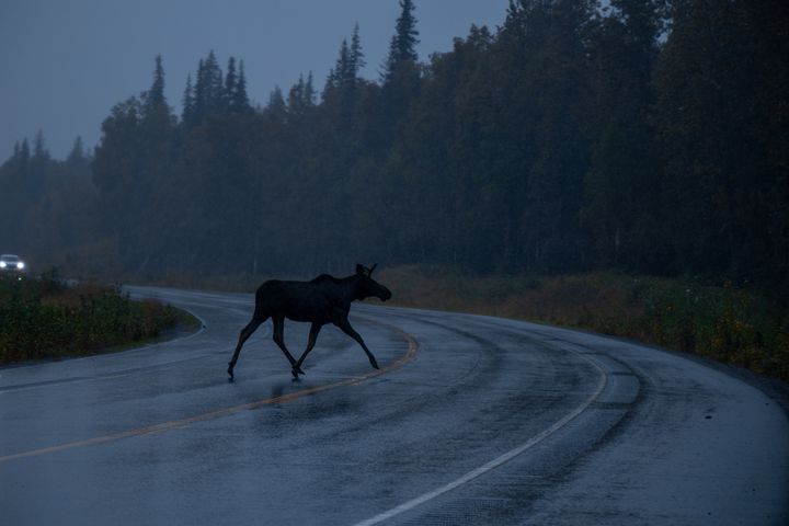 Hirvi ylittää mutkaista maantietä hämärässä, metsää molemmin puolin.