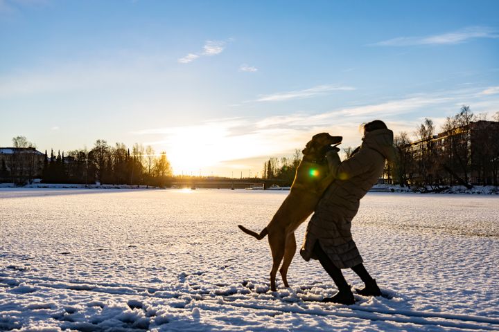 Koira hyppää omistajan syliin talvisessa auringonlaskussa.