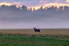 Hirvi seisoo sumuisella pellolla, taustalla metsän siluetti ja värikäs aamutaivas.