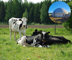 Koivikon Kartanon avoimien ovien päivässä on mahdollisuus päästä tutustumaan nykyaikaiseen luomumaidontuotantoon ja uuteen Agrikomp-biokaasulaitokseen.