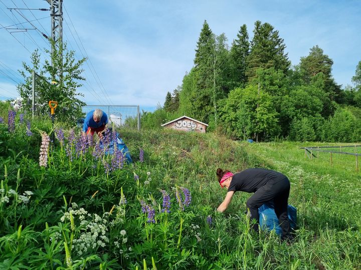 Kaksi henkilöä kitkee lupiineja