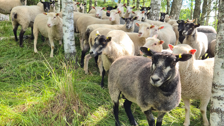 Alkuperäisrodut ovat edelleen suosituimpia lammastiloilla.