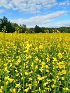 Kevätrapsi kukkii upean keltaisena.