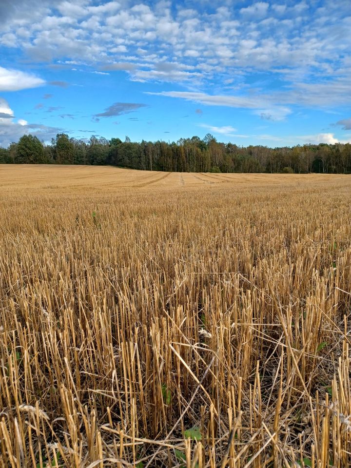 Kevätviljoista kauran ja vehnän sadot ovat keskimääräisiä tai keskimääräistä parempia.