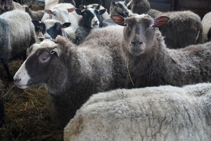 Pelastusharjoitus pidetään pohjoiskarjalaisella lammastilalla.