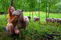 Parikan tilan Pia Parikka pässien kanssa luonnonlaitumella.