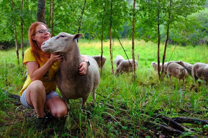 Parikan tilan Pia Parikka pässien kanssa luonnonlaitumella.
